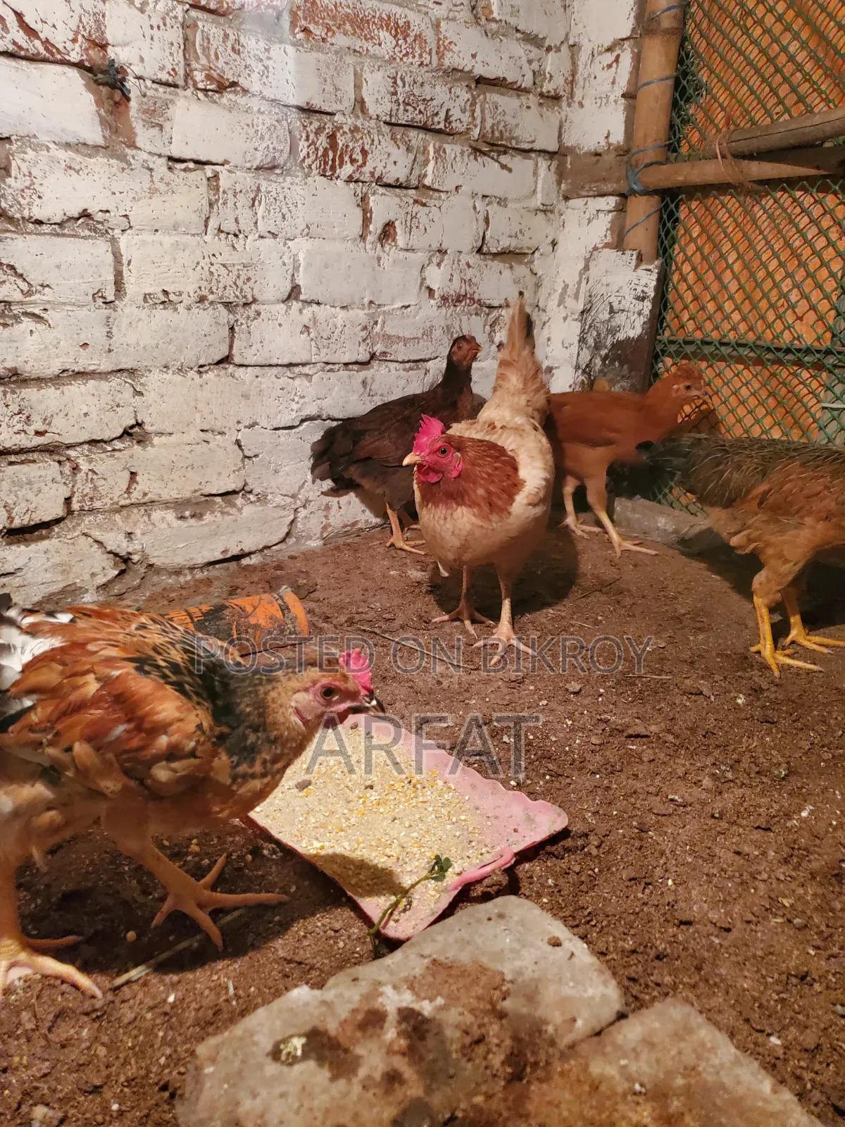 Hill Country Native Chicken