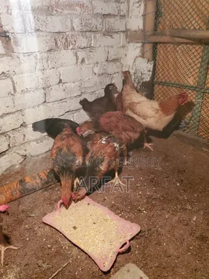 Hill Country Native Chicken