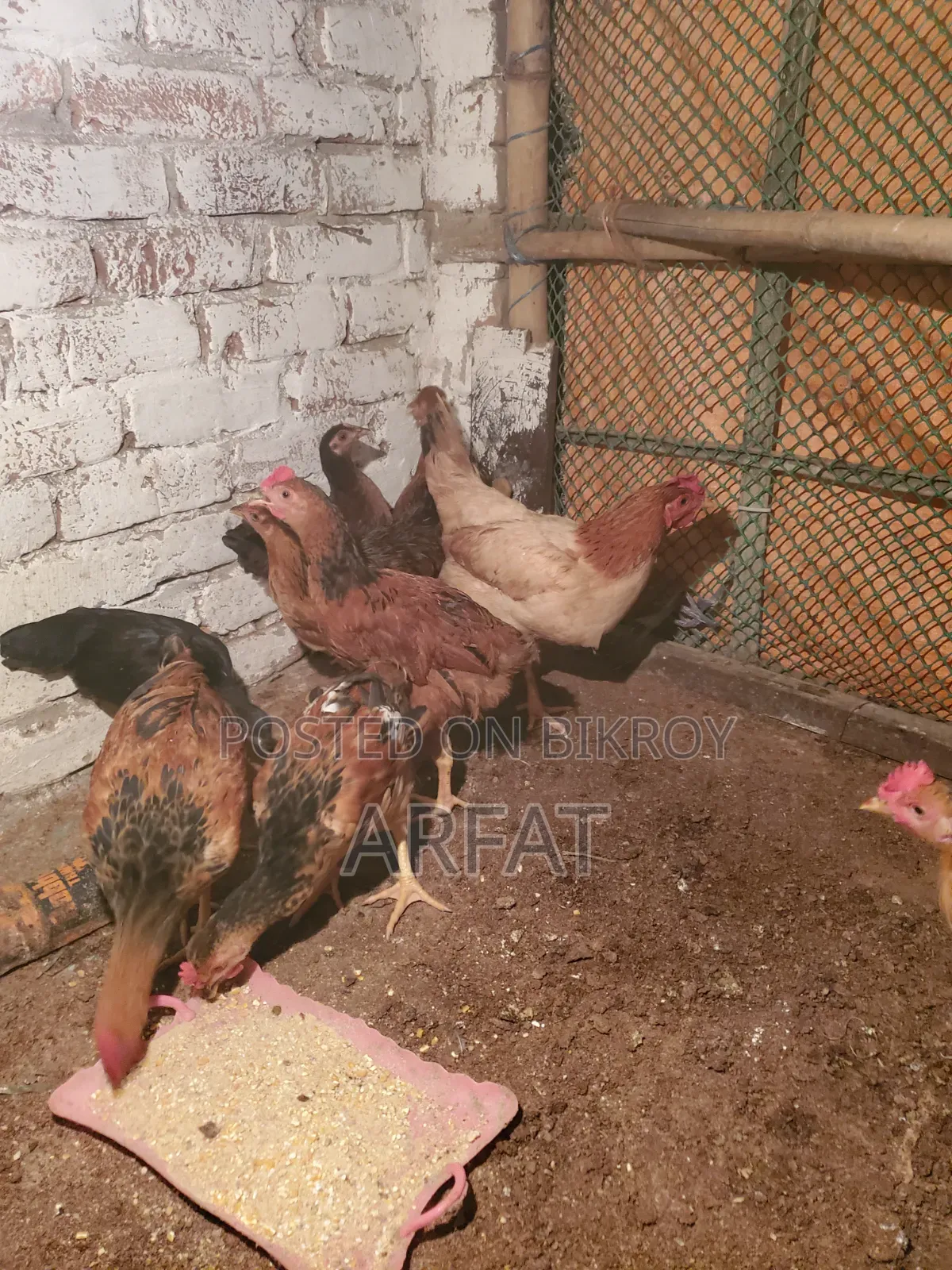 Hill Country Native Chicken