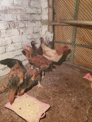 Hill Country Native Chicken