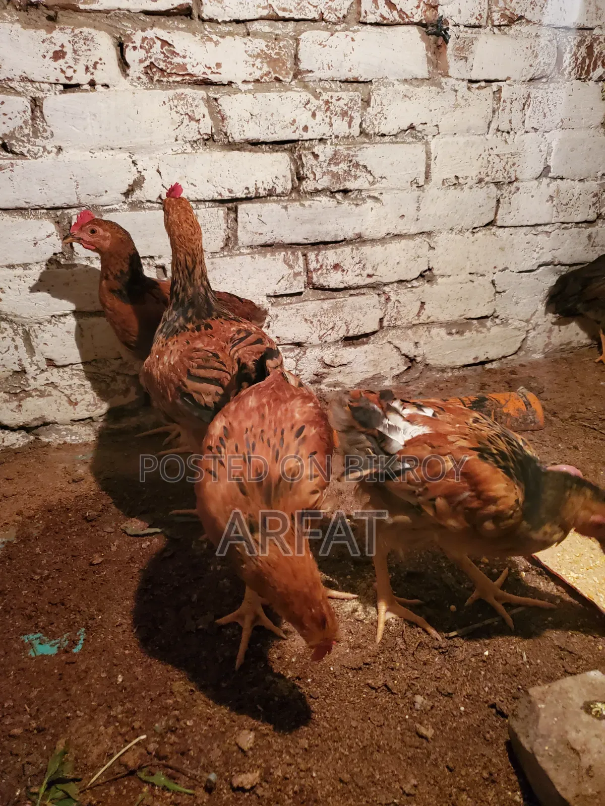 Hill Country Native Chicken