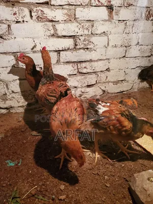 Hill Country Native Chicken