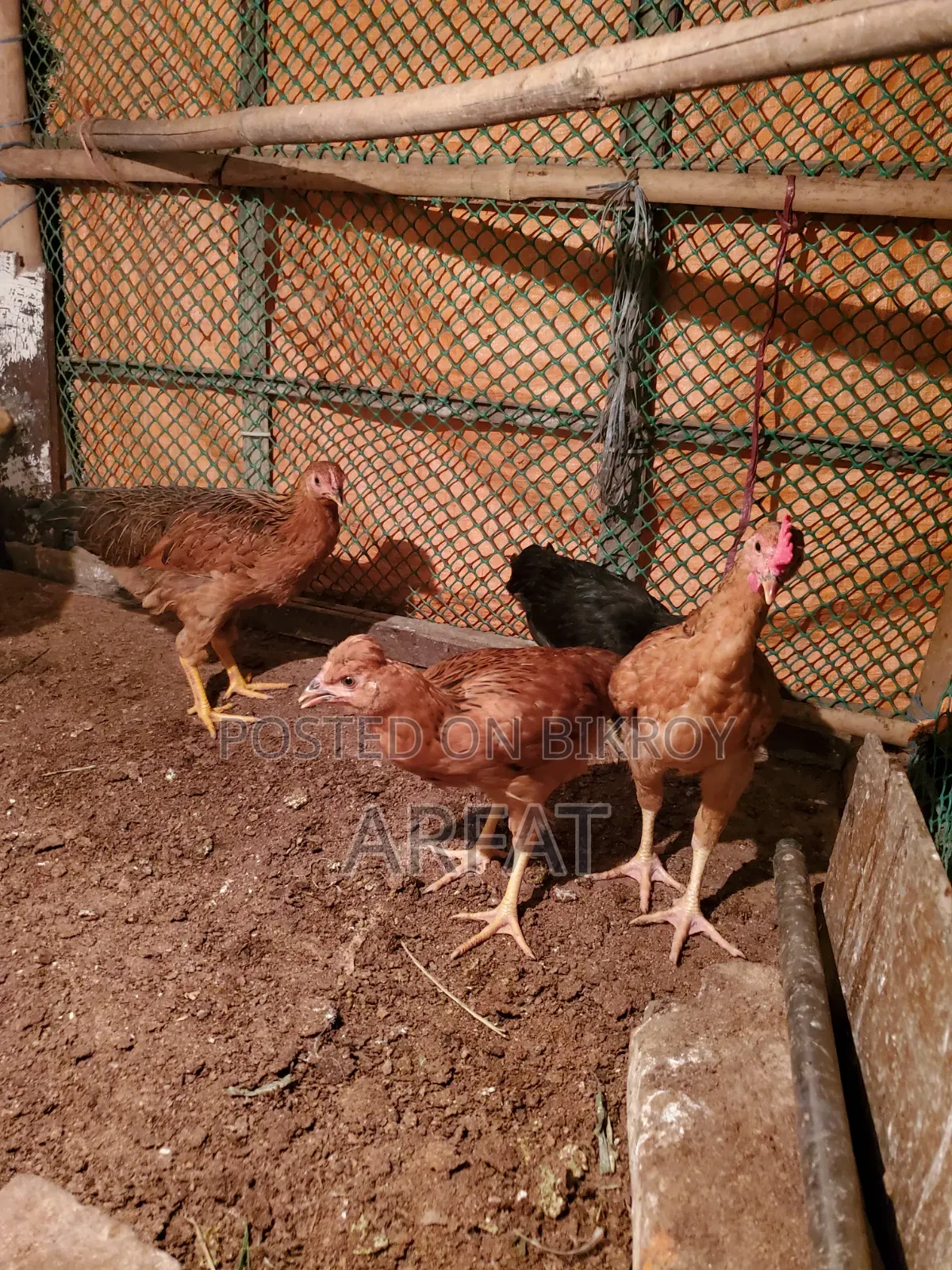 Hill Country Native Chicken