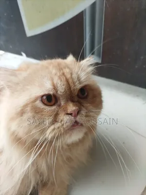 1+ Year Male Purebred Persian