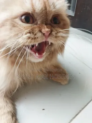 1+ Year Male Purebred Persian