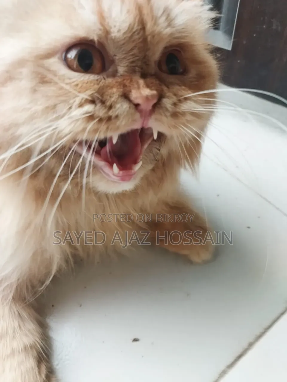 1+ Year Male Purebred Persian