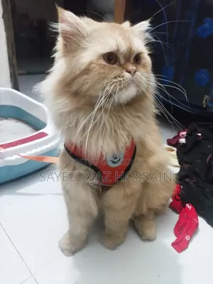 1+ Year Male Purebred Persian
