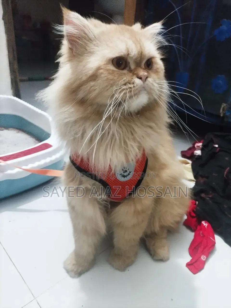 1+ Year Male Purebred Persian