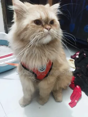 1+ Year Male Purebred Persian