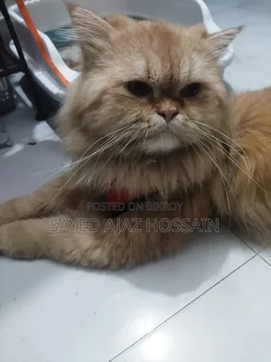 1+ Year Male Purebred Persian