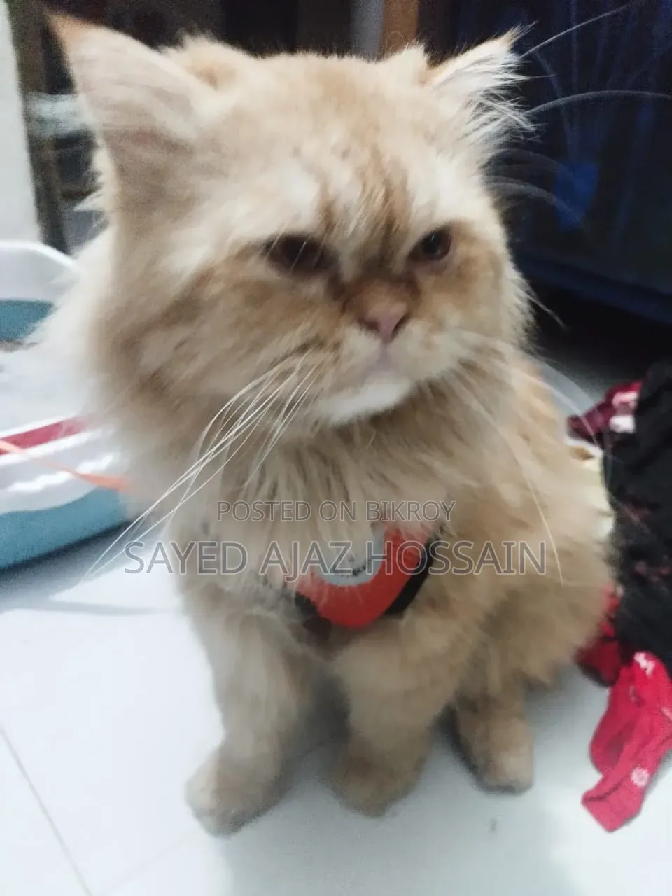 1+ Year Male Purebred Persian