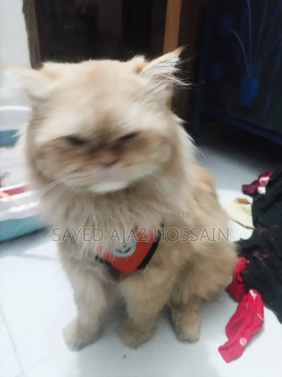 1+ Year Male Purebred Persian