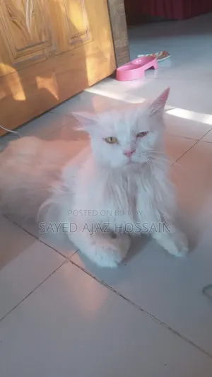 6-12 Months Female Purebred Persian