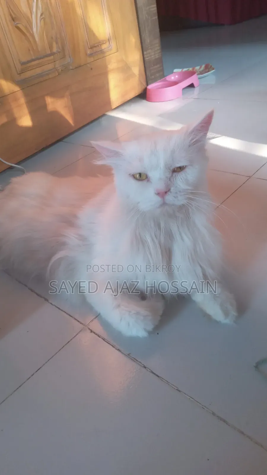6-12 Months Female Purebred Persian