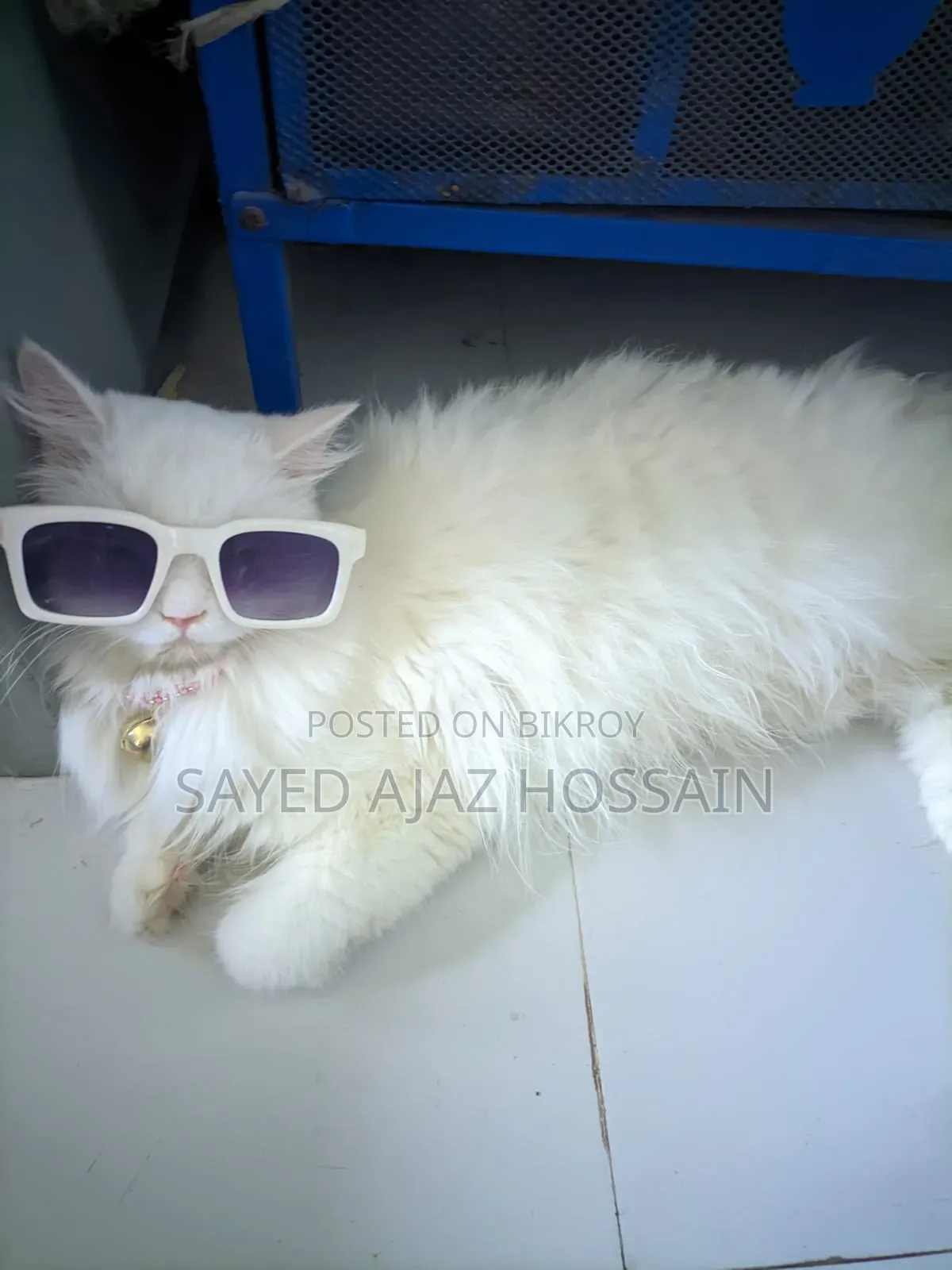 6-12 Months Female Purebred Persian
