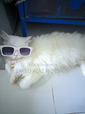 6-12 Months Female Purebred Persian