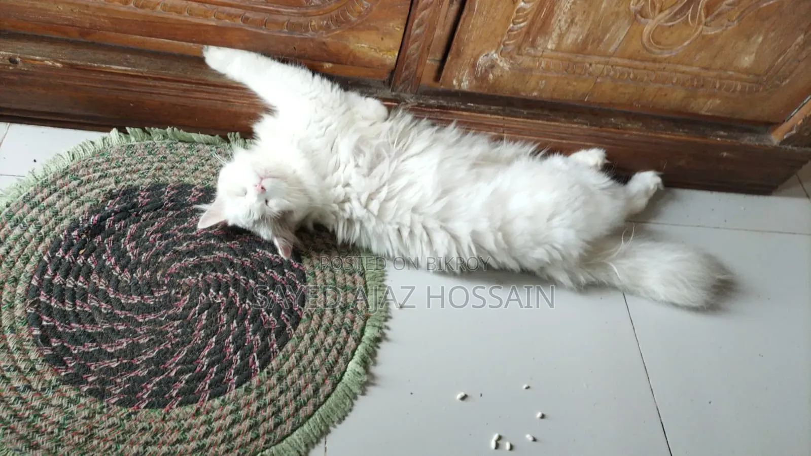 6-12 Months Female Purebred Persian