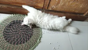 6-12 Months Female Purebred Persian