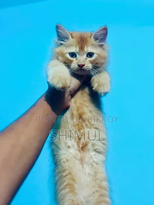1-3 Months Female Purebred Persian