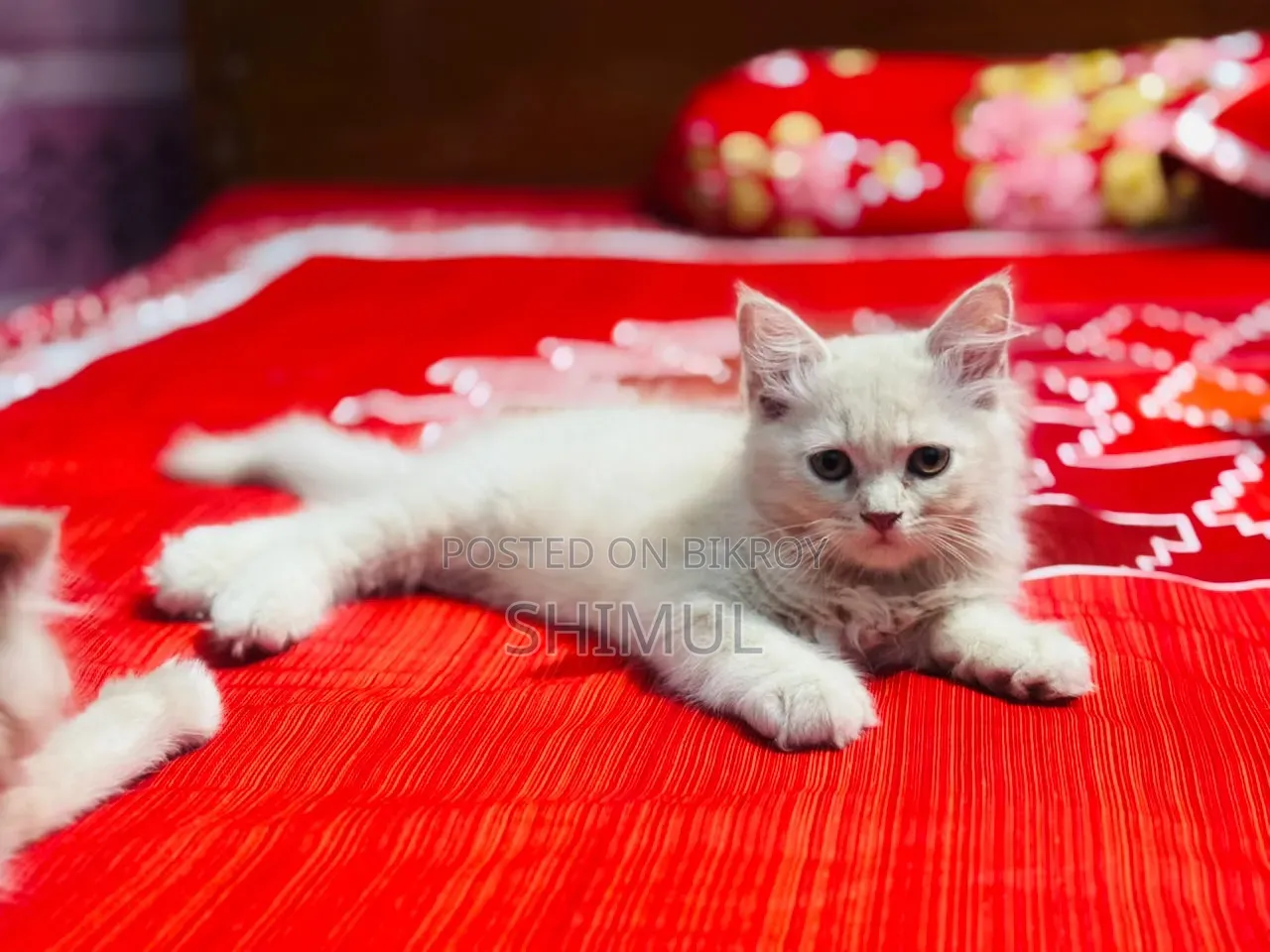 1-3 Months Female Purebred Persian
