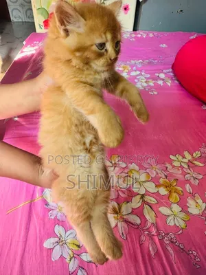 1-3 Months Female Purebred Persian
