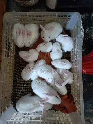 Rabbit for Sale