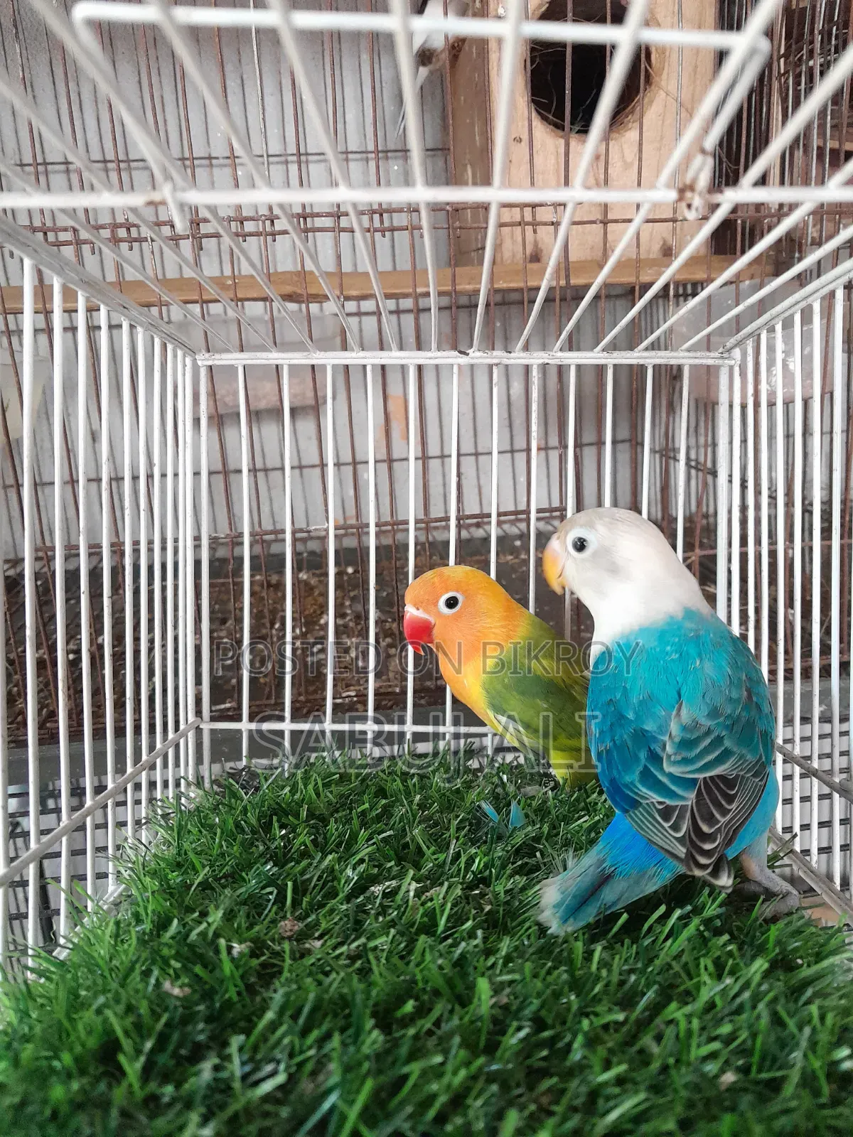 Love Bird Opalin