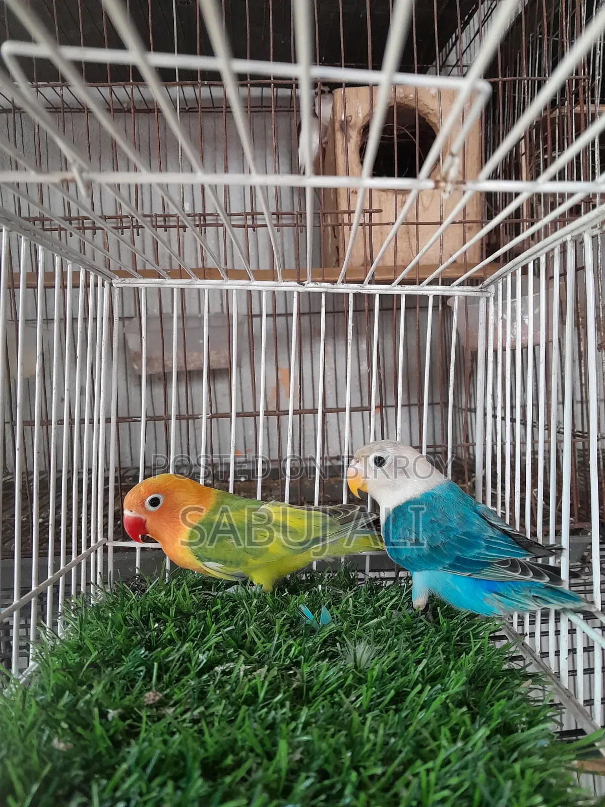 Love Bird Opalin