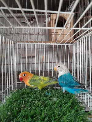 Love Bird Opalin