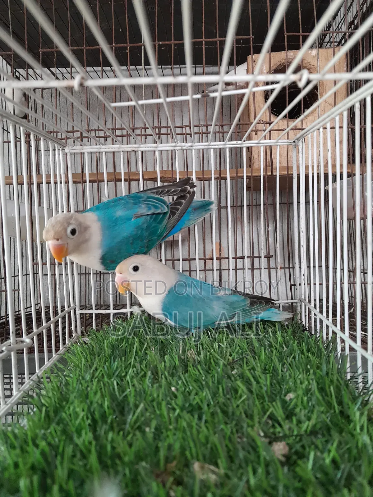 লাভ বার্ড অপালাইন