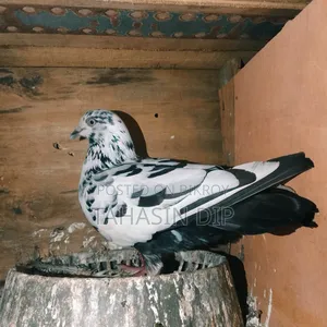1 Single Pigeon