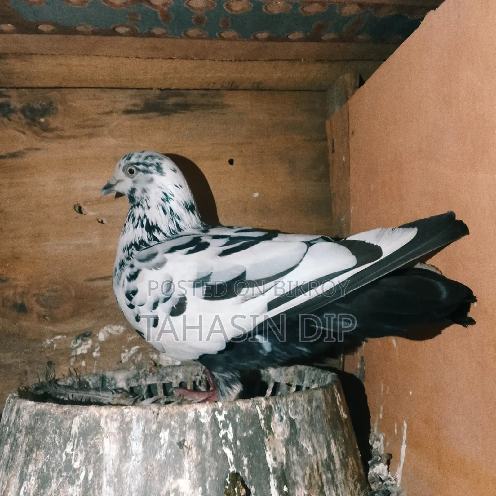 1 Single Pigeon