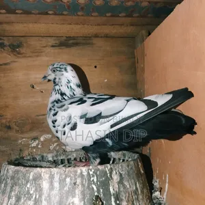 1 Single Pigeon