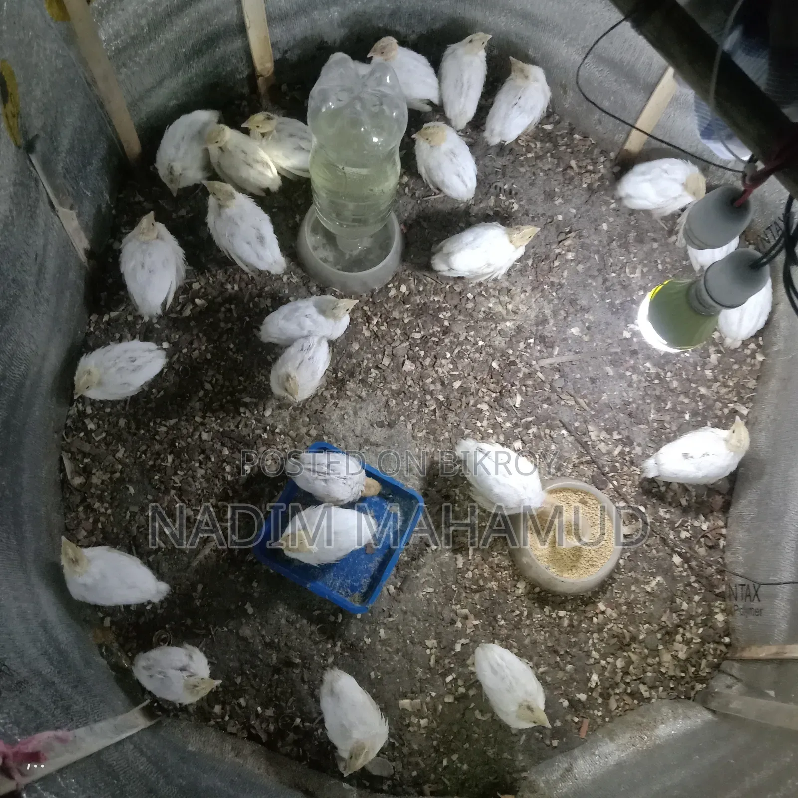 European Quail Chicks