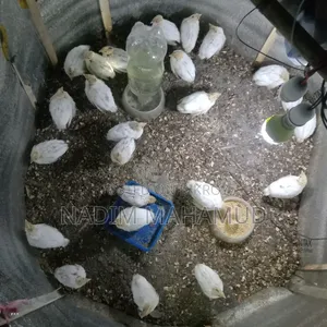European Quail Chicks