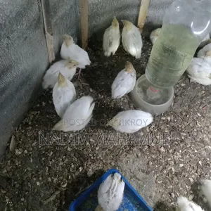 European Quail Chicks
