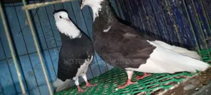 কালো সাদা রাজগোল্লা Baby Soho