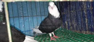 কালো সাদা রাজগোল্লা Baby Soho