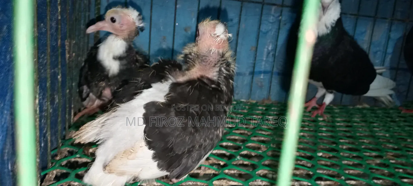 কালো সাদা রাজগোল্লা Baby Soho