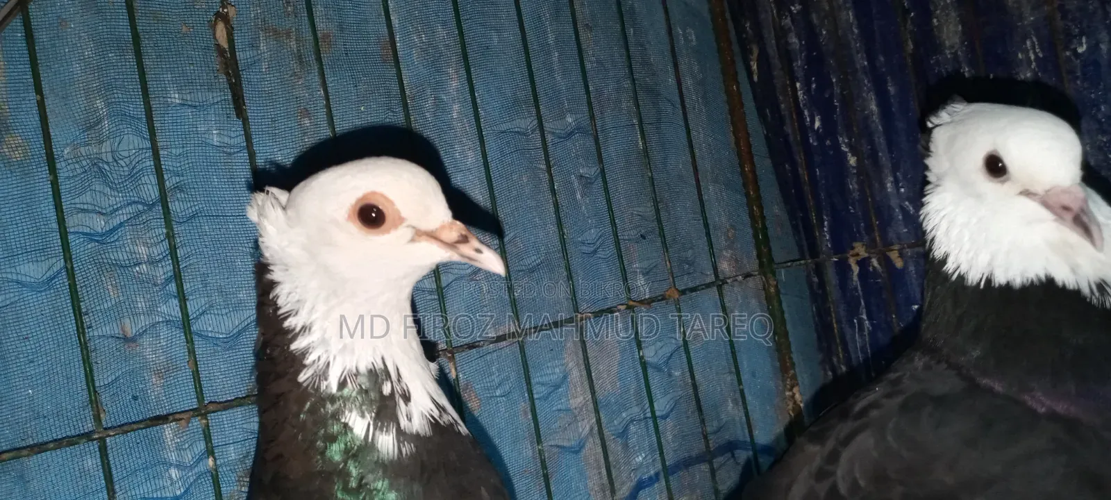 কালো সাদা রাজগোল্লা Baby Soho