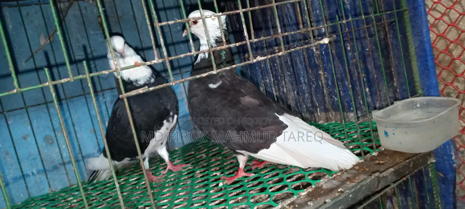 কালো সাদা রাজগোল্লা Baby Soho
