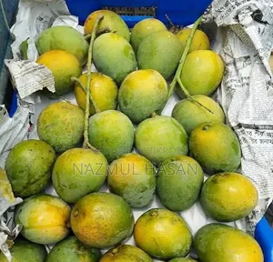 Rajshahi's Best Himsagar Mango