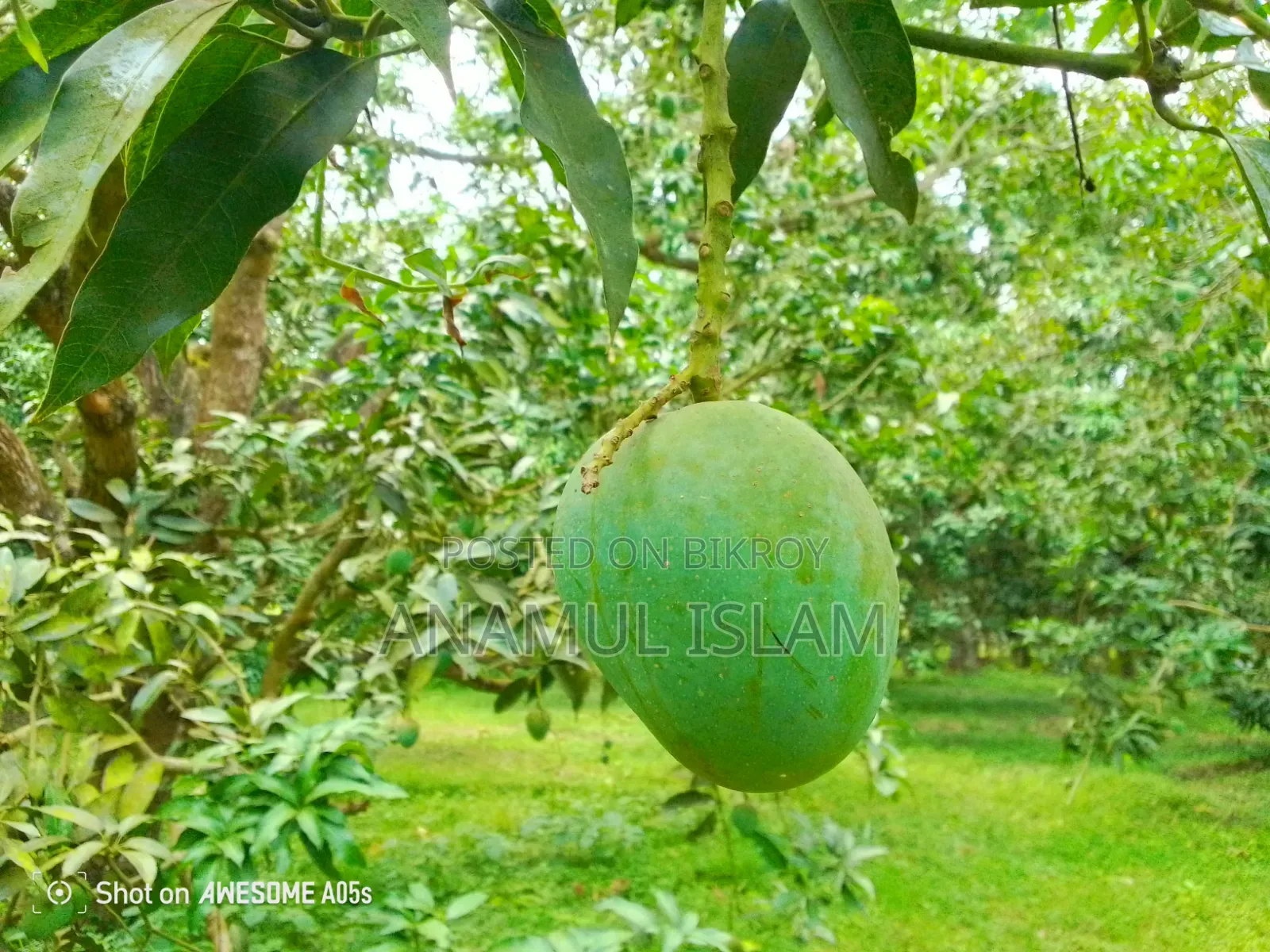 হিমসাগর আম