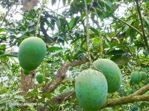 হিমসাগর আম