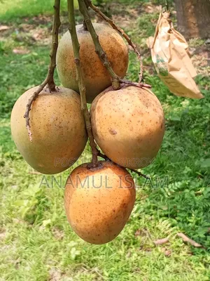 হিমসাগর আম