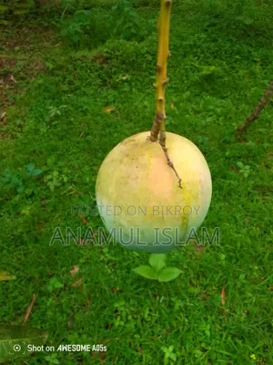 হিমসাগর আম