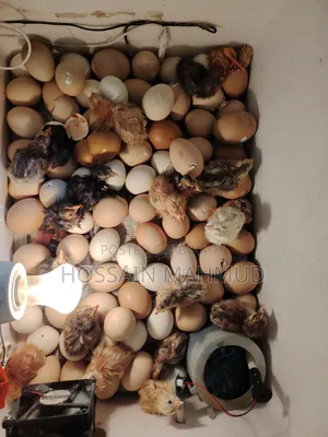 Incubator for Sale