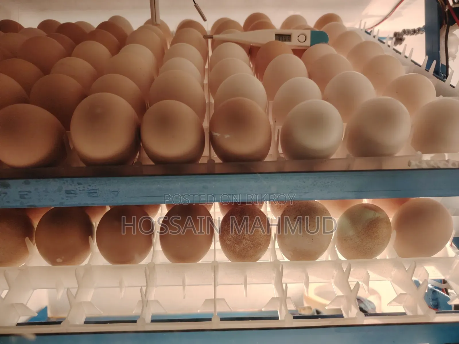 Incubator for Sale