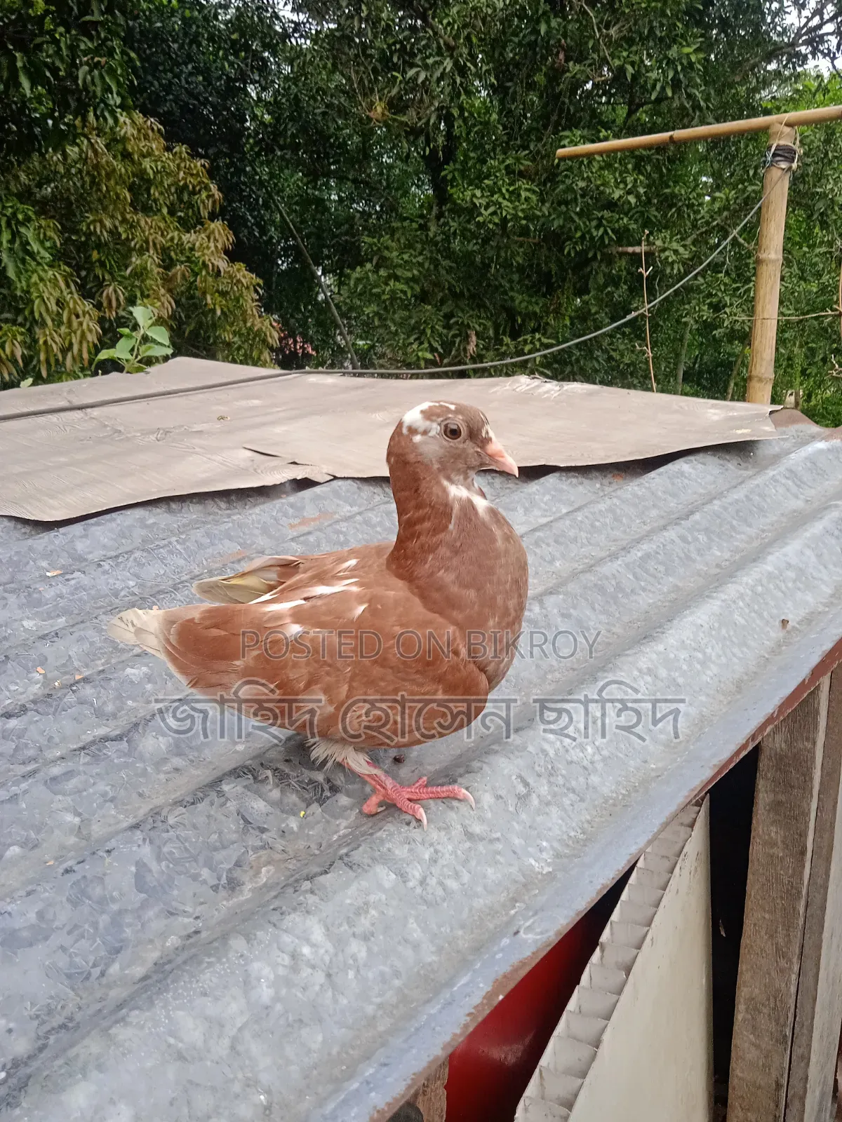 Want to sell the bird