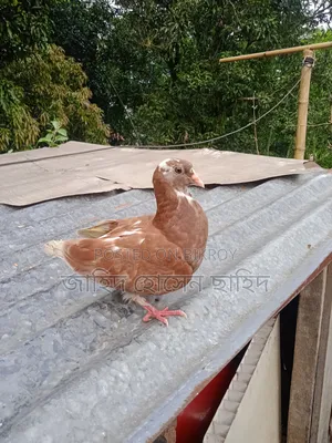 Want to sell the bird